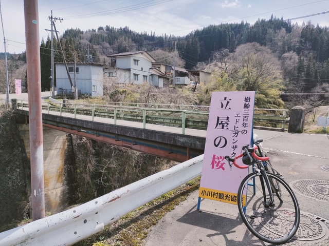 縄文おやき村小川村桜まつり