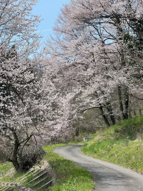 二反田の桜